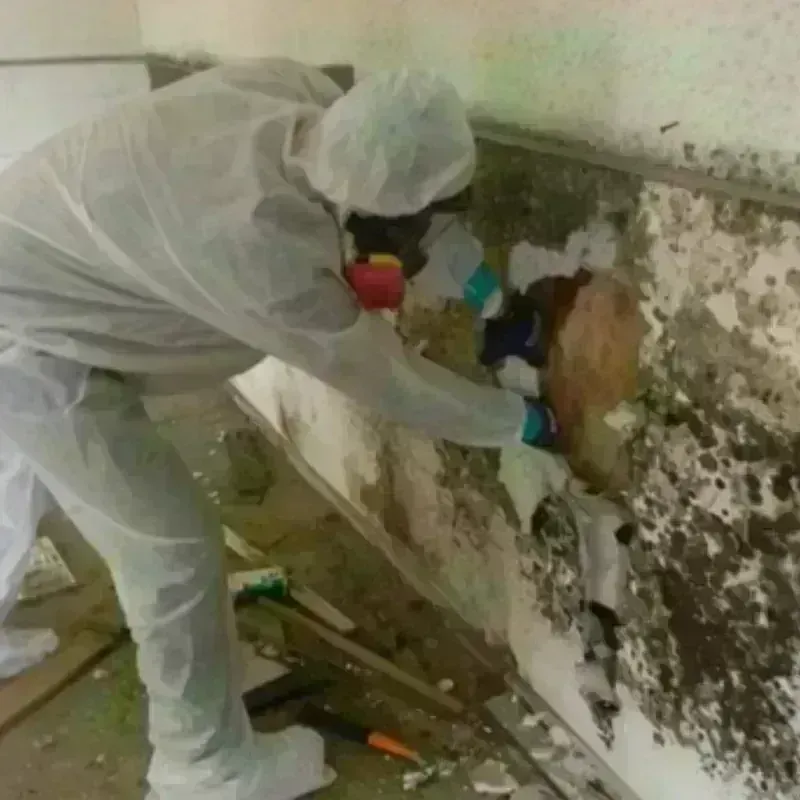 Mold Remediation and Removal in Pamplico, SC